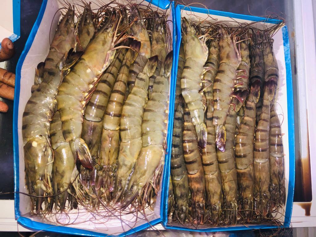 Seafood supply in large amounts