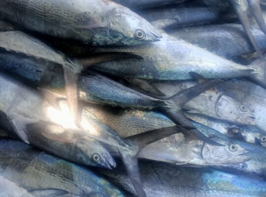 Seafood supply in large amounts